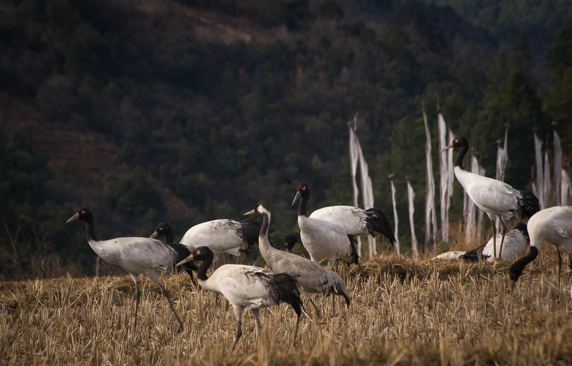 Wildlife in Bhutan